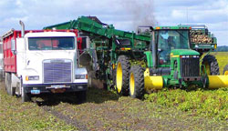 Производство картофеля: американский опыт для России и стран СНГ