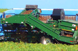 Производство картофеля: американский опыт для России и стран СНГ