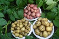 Situation with potato seeds in Russia is catastrophic